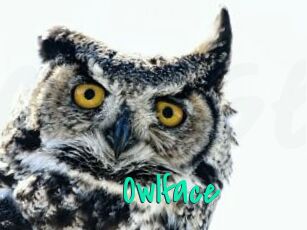 Owlface